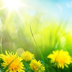 Fallen leaves in green grass