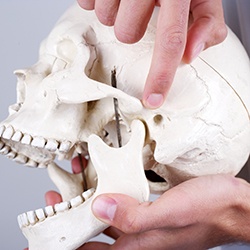Model of human skull and jawbones